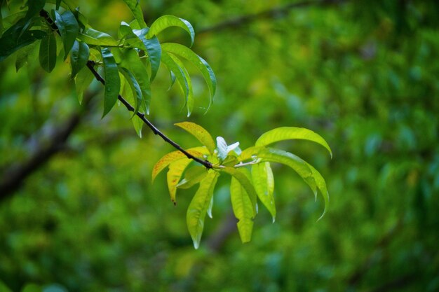 Photo close-up of flower tree