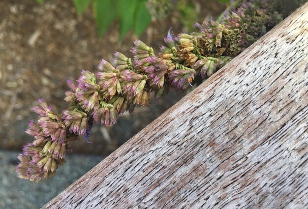 Photo close-up of flower tree