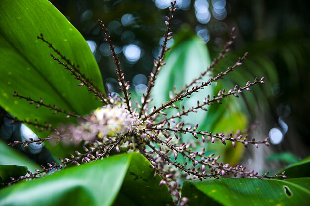 Foto prossimo piano di un albero da fiore