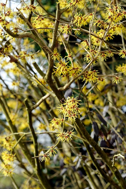 Photo close-up of flower tree