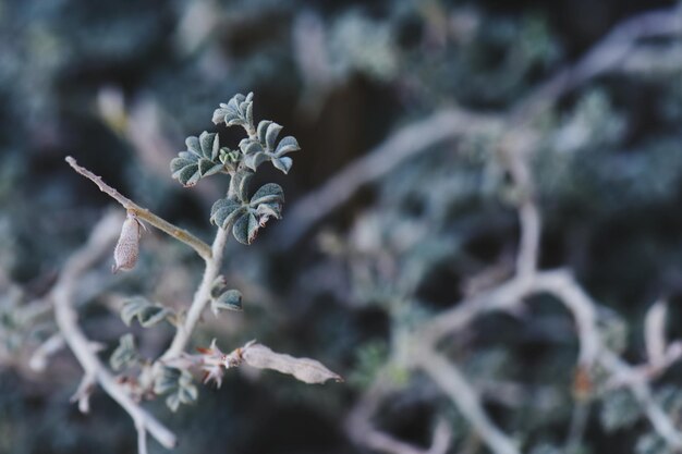 Photo close-up of flower tree