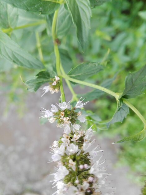 Close-up of flower tree