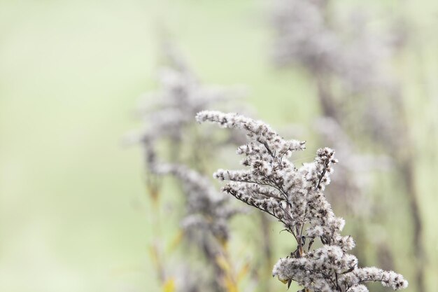 Photo close-up of flower tree