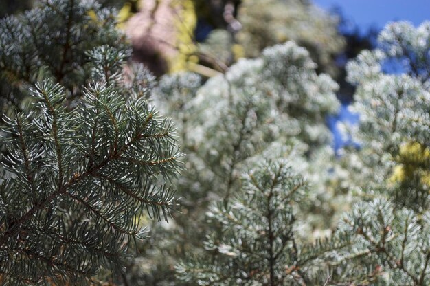 Photo close-up of flower tree