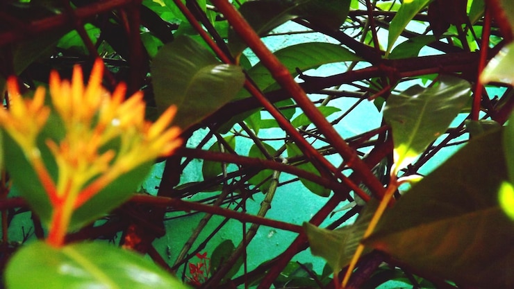 Photo 花の木のクローズアップ