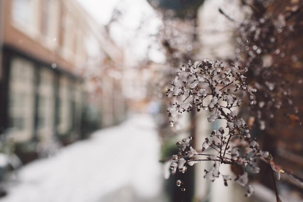 Foto prossimo piano di un albero da fiore