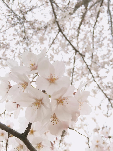 Close-up of flower trees