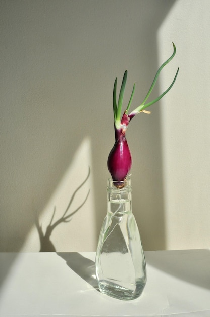 Photo close-up of flower vase on table against wall