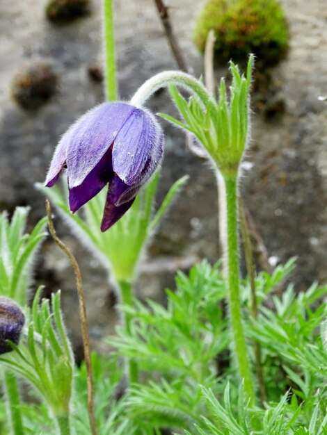 Photo close-up of flower in water