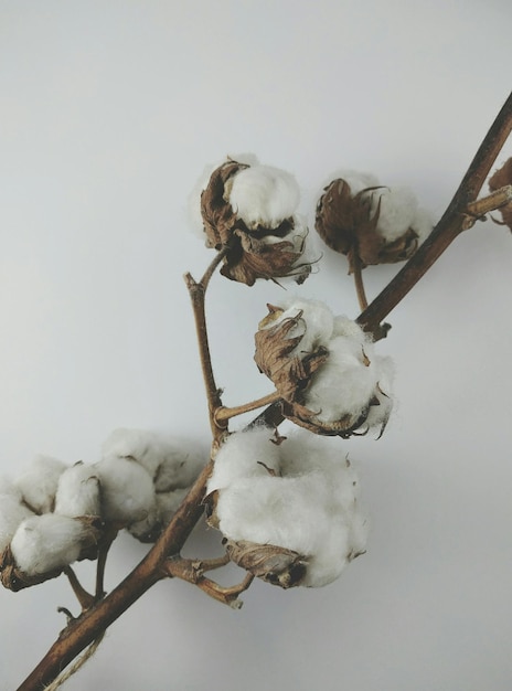 Photo close-up of flower over white background