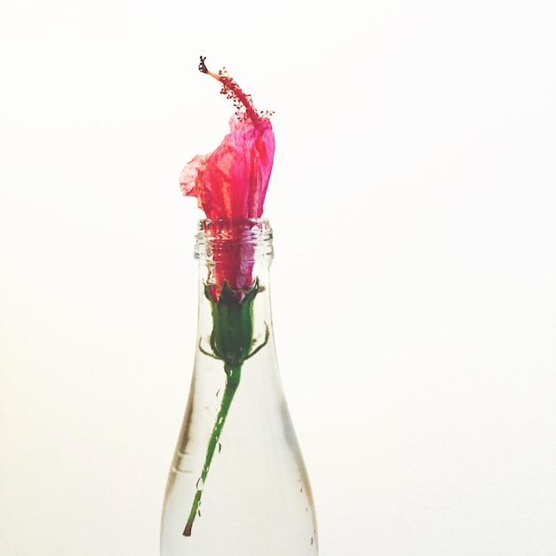 Photo close-up of flower over white background