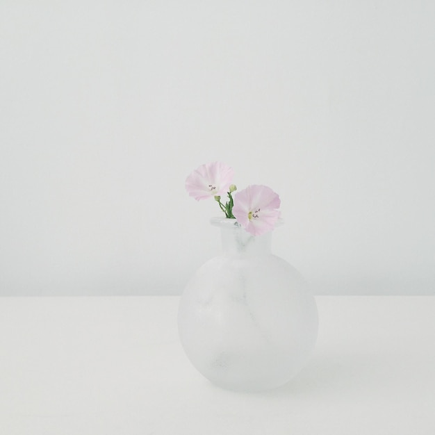 Foto close-up di un fiore su uno sfondo bianco