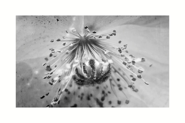 Foto close-up di un fiore su uno sfondo bianco