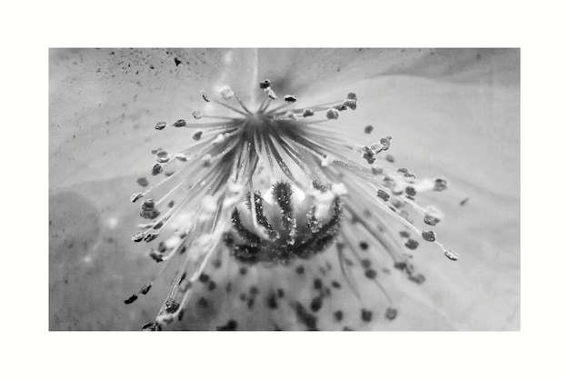 Photo close-up of flower over white background