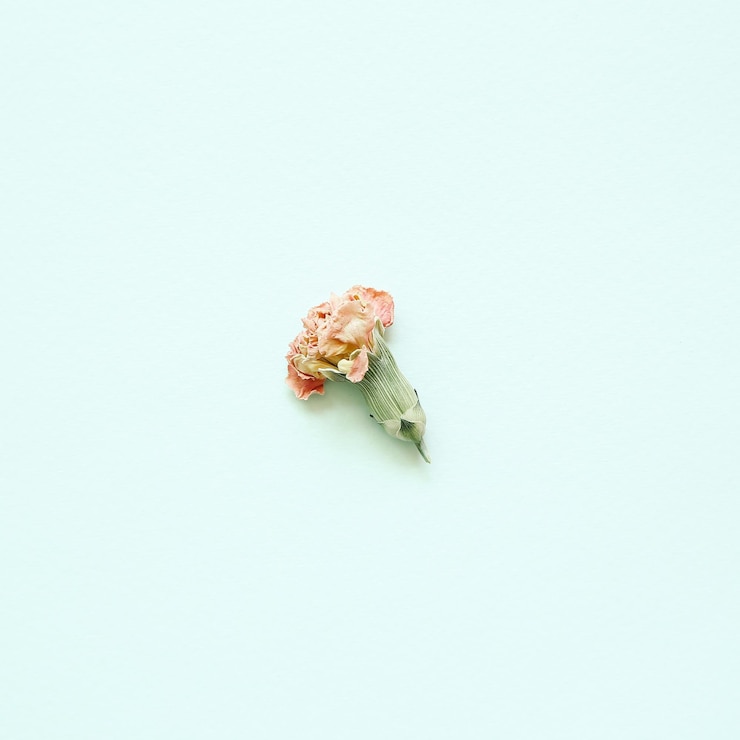Photo close-up of flower over white background