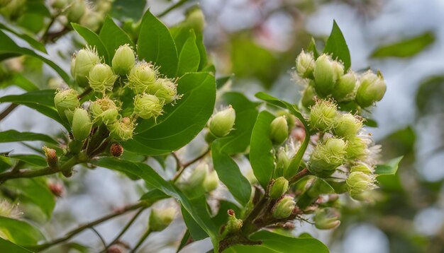 木の芽を持つ花のクローズアップ