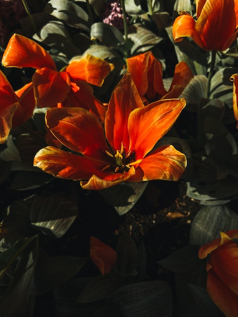 A close up of a flower with a dark background