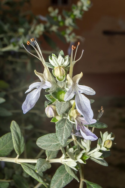 A close up of a flower with a green stem and purple flowers.