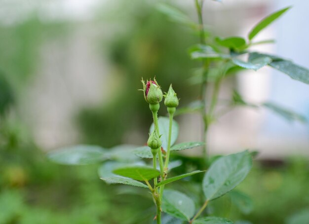 緑の茎と赤い花のつぼみを持つ花の接写。