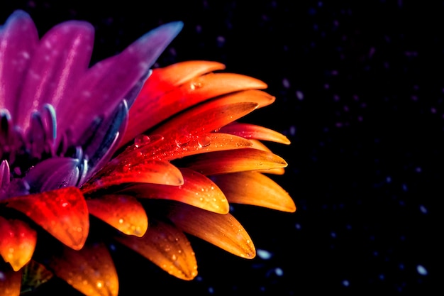 Foto primo piano sul fiore con petali multicolori