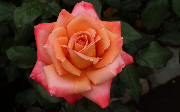 a close up of a flower with the name  on it