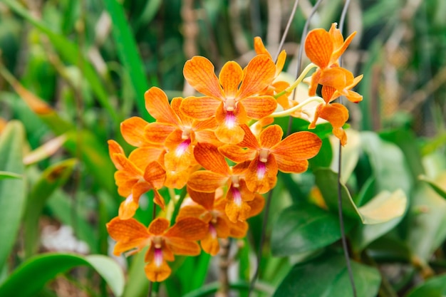 A close up of a flower with orange and red color