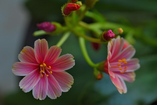 Photo a close up of a flower with the pink center