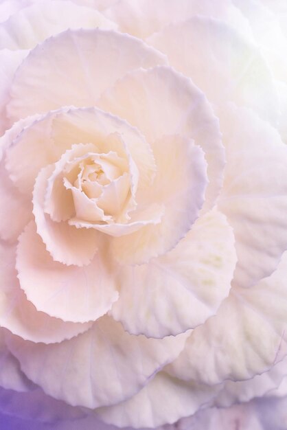 a close up of a flower with a pink and purple color