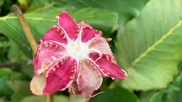 A close up of a flower with the red and white petals and the yellow center.