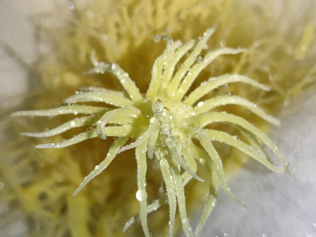 Foto un primo piano di un fiore con gocce d'acqua su di esso