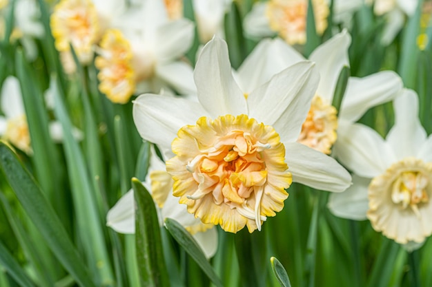 A close up of a flower with the word daffodils on it