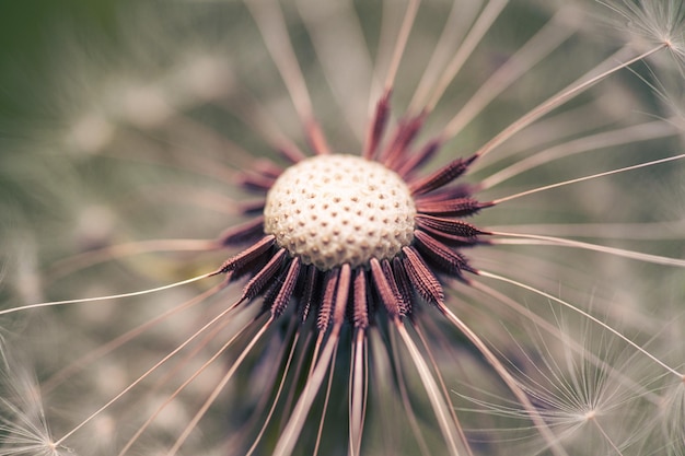 A close up of a flower with the word dandelion on it