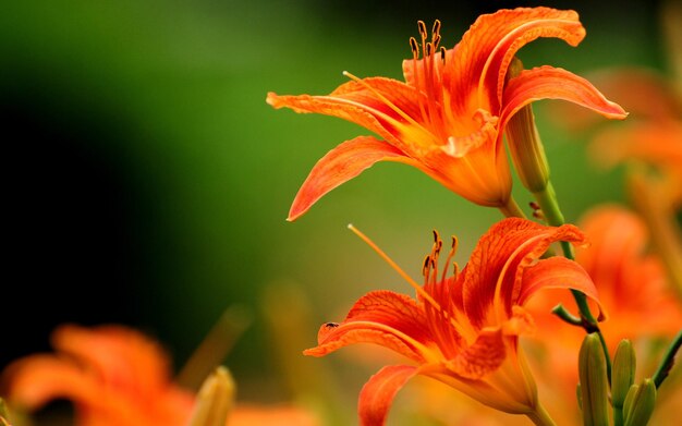 a close up of a flower with the word  on it