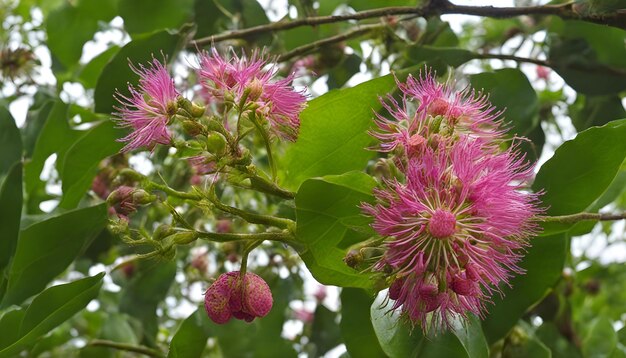 a close up of a flower with the word pink on it