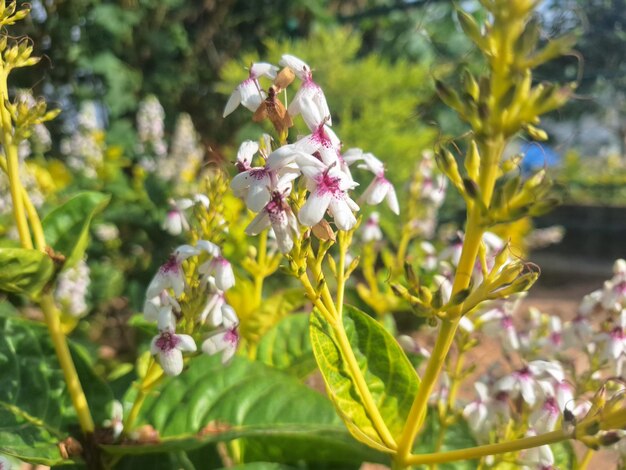 a close up of a flower with the word " wild " on it.