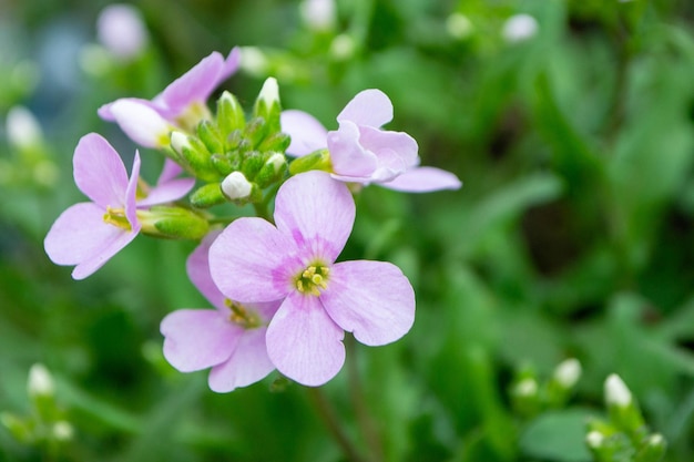 A close up of a flower with the word