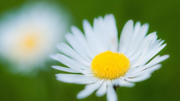 a close up of a flower with a yellow center