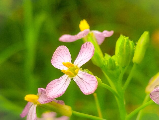 A close up of a flower with the yellow center