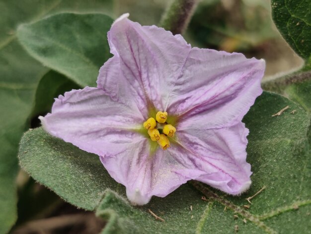 A close up of a flower with a yellow center