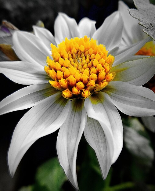 Close-up of flower with yellow pollen