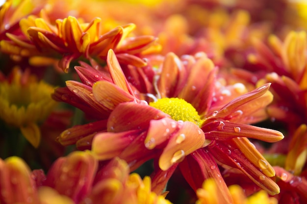 A close up of a flower with a yellow and red center