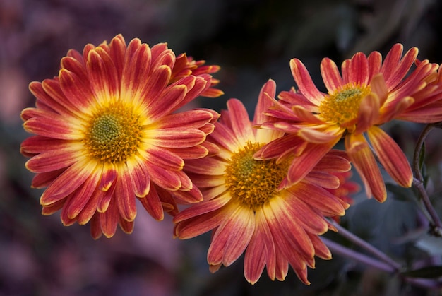 A close up of a flower with yellow and red petals