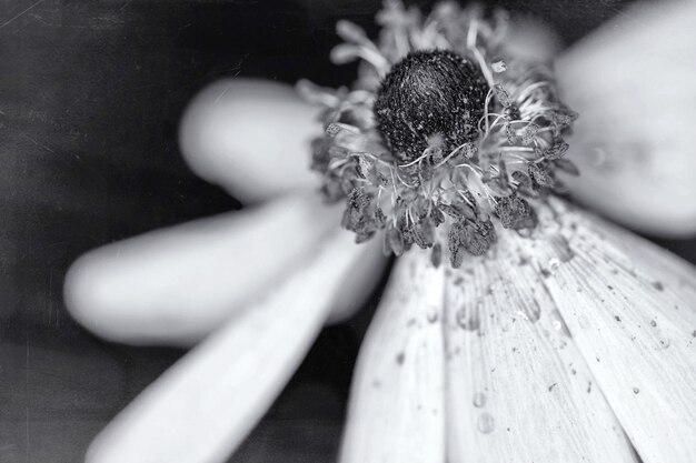 Close-up of flower on wood