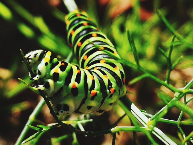 Foto prossimo piano di un fiore