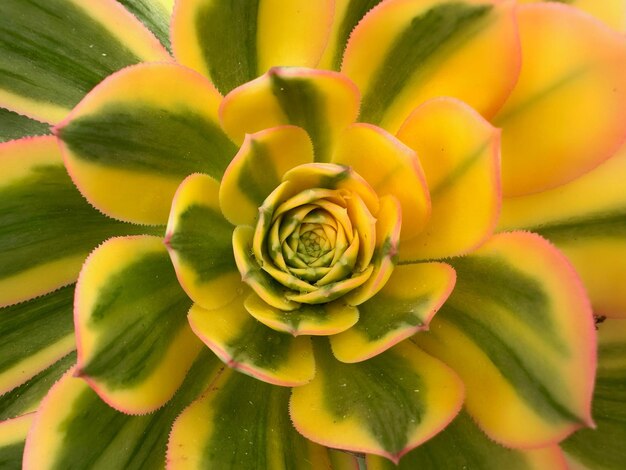 Close-up of flower