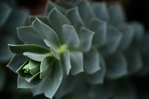 Foto prossimo piano del fiore