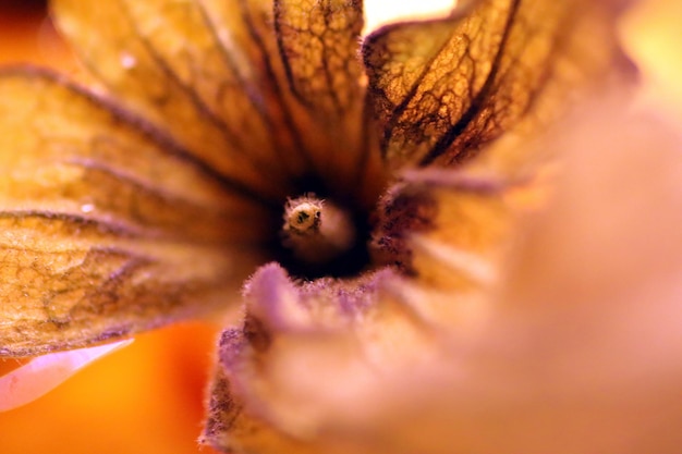 Foto prossimo piano del fiore