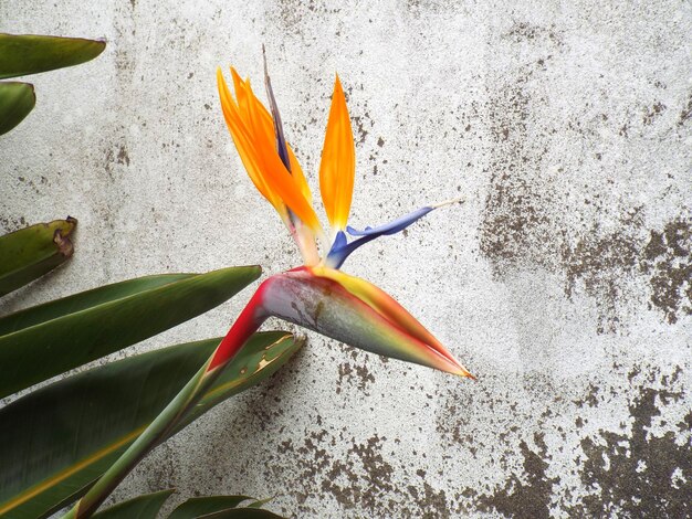 Foto prossimo piano del fiore