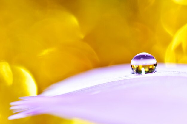 Foto prossimo piano del fiore