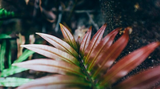 Foto prossimo piano del fiore